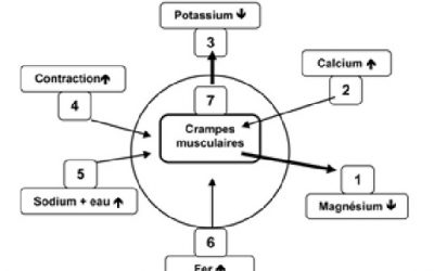 Fiche tensions et crampes musculaires